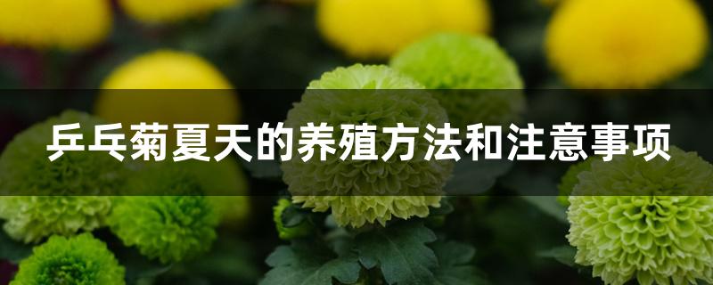 乒乓菊夏天的养殖方法和注意事项