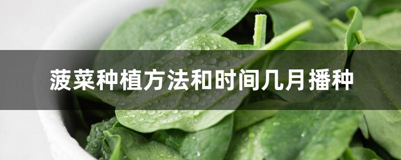 菠菜种植方法和时间几月播种