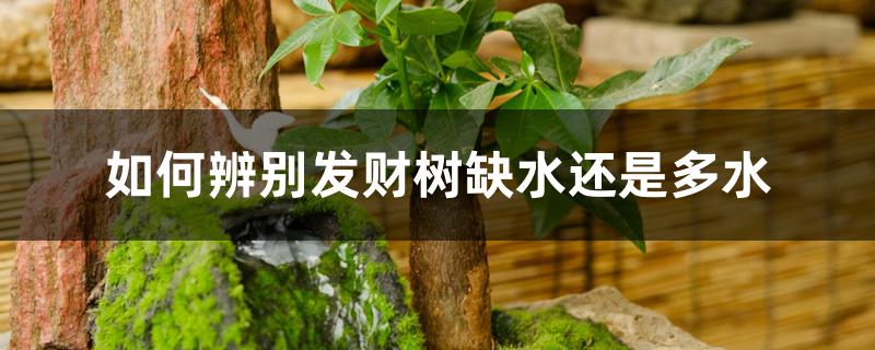 如何辨别发财树缺水还是多水 如何辨别发财树缺水还是多水
