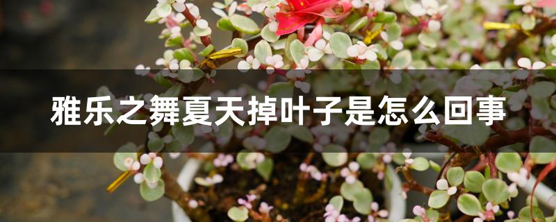 雅乐之舞夏天掉叶子是怎么回事 雅乐之舞夏天掉叶子是怎么回事