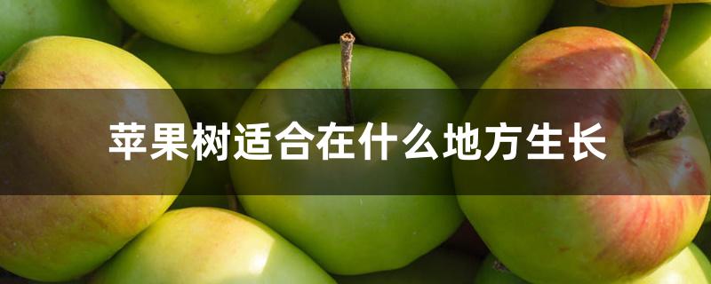 苹果树适合在什么地方生长