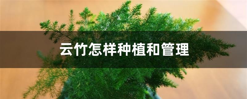 云竹怎样种植和管理