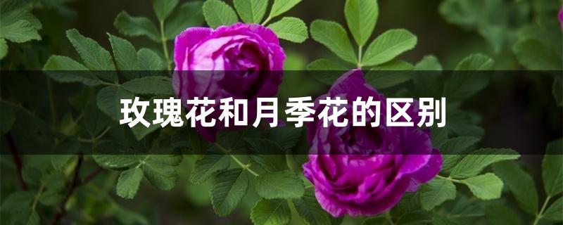 玫瑰花和月季花的区别