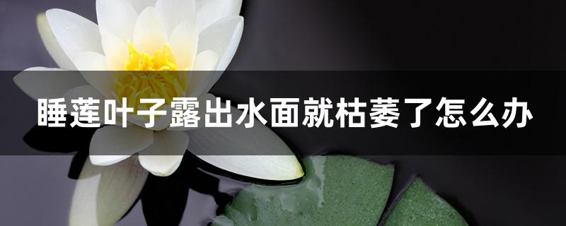 睡莲叶子露出水面就枯萎了怎么办