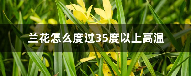 兰花怎么度过35度以上高温 兰花怎么度过35度以上高温