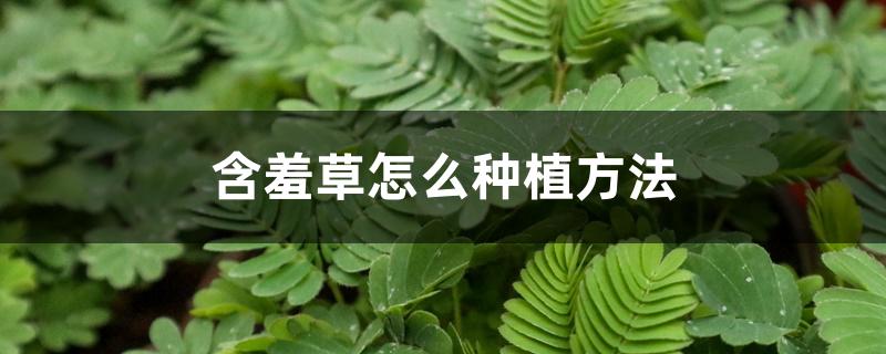 含羞草怎么种植方法