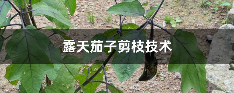 露天茄子剪枝技术