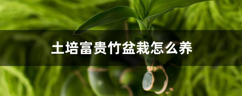 土培富贵竹盆栽怎么养