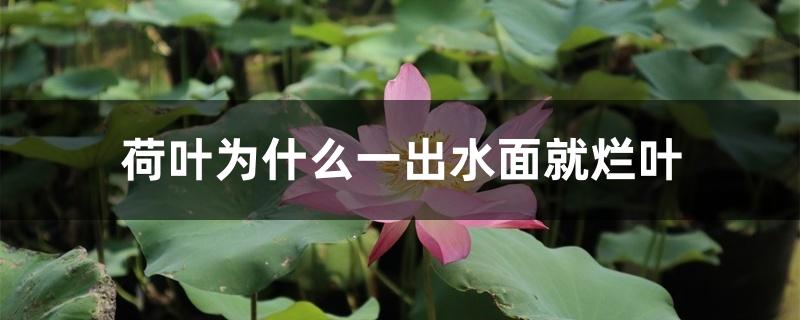 荷叶为什么一出水面就烂叶 荷叶为什么一出水面就烂叶