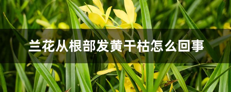 兰花从根部发黄干枯怎么回事