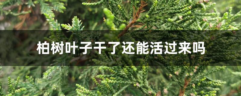 柏树叶子干了还能活过来吗