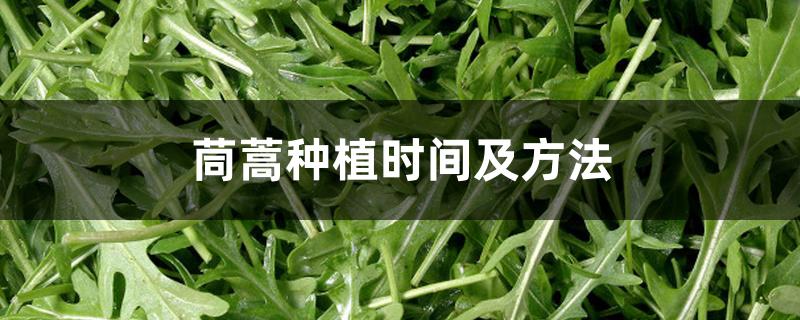 茼蒿种植时间及方法