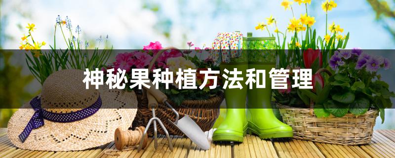 神秘果种植方法和管理