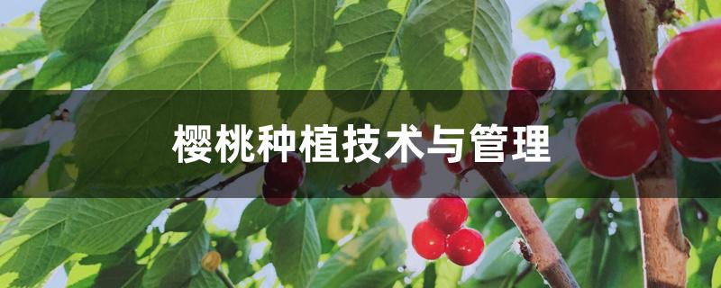樱桃种植技术与管理 樱桃种植技术与管理