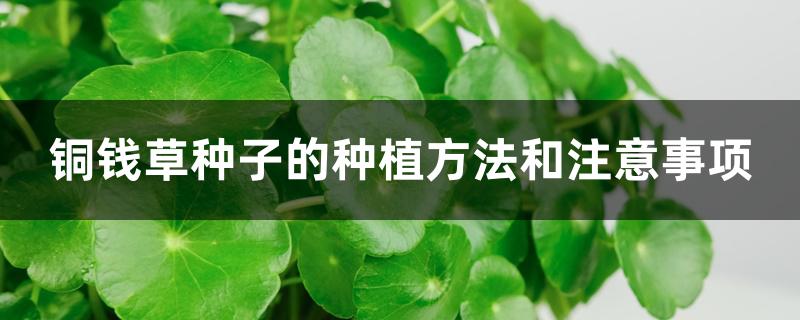铜钱草种子的种植方法和注意事项 铜钱草种子的种植方法和注意事项