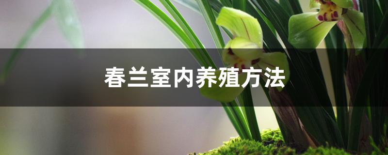 春兰室内养殖方法