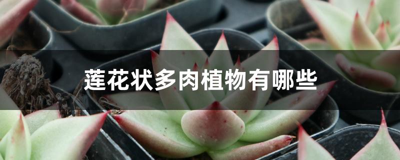 莲花状多肉植物有哪些