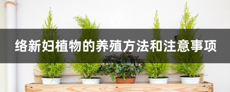 络新妇植物的养殖方法和注意事项