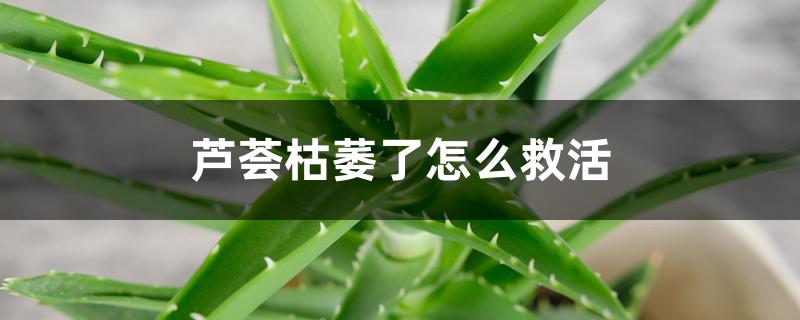 芦荟枯萎了怎么救活