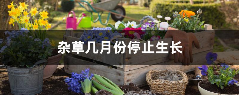 杂草几月份停止生长 杂草几月份停止生长