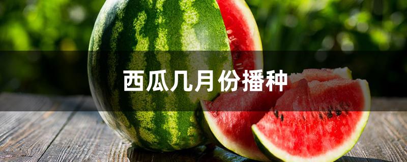 西瓜几月份播种