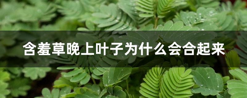 含羞草晚上叶子为什么会合起来 含羞草晚上叶子为什么会合起来