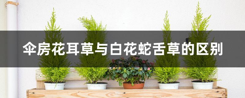 伞房花耳草与白花蛇舌草的区别 伞房花耳草与白花蛇舌草的区别