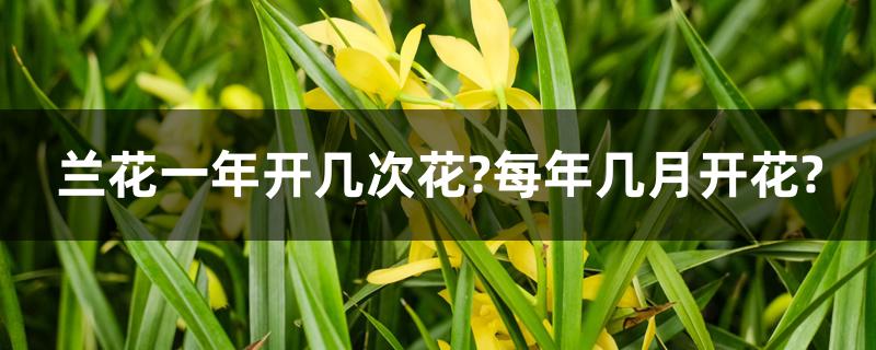 兰花一年开几次花?每年几月开花?