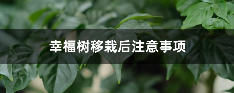 幸福树移栽后注意事项