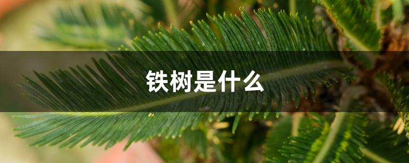 铁树是什么