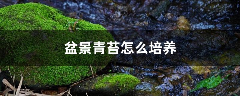 盆景青苔怎么培养 盆景青苔怎么培养