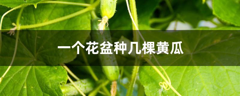 一个花盆种几棵黄瓜