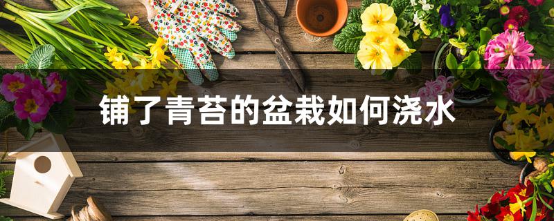 铺了青苔的盆栽如何浇水 铺了青苔的盆栽如何浇水