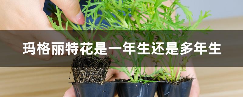 玛格丽特花是一年生还是多年生