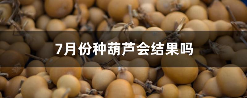 7月份种葫芦会结果吗 7月份种葫芦会结果吗