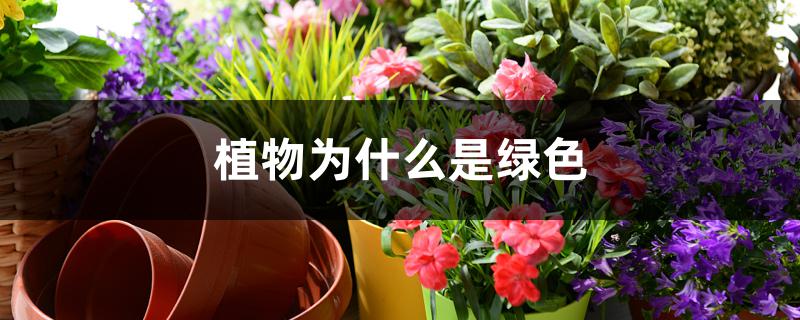 植物为什么是绿色
