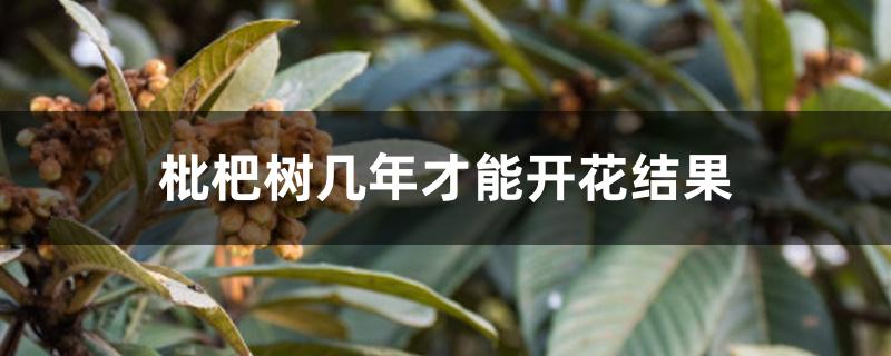 枇杷树几年才能开花结果