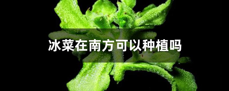 冰菜在南方可以种植吗