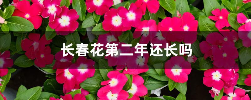 长春花第二年还长吗