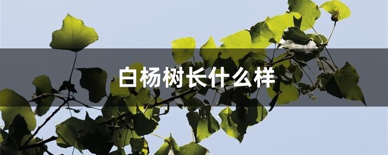 白杨树长什么样