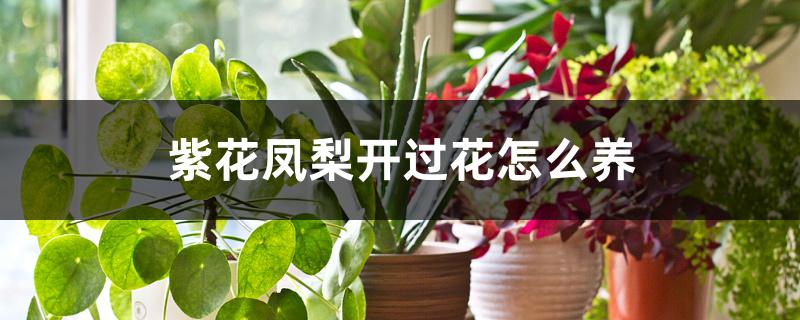 紫花凤梨开过花怎么养