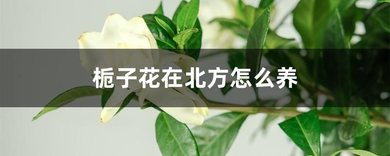 栀子花在北方怎么养