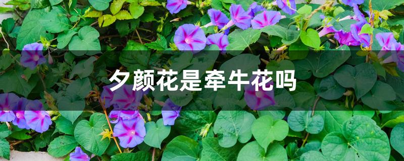 夕颜花是牵牛花吗