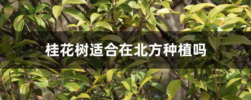桂花树适合在北方种植吗 桂花树适合在北方种植吗