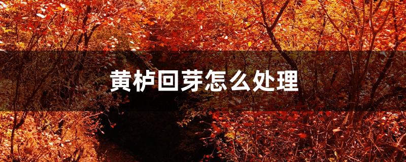 黄栌回芽怎么处理 黄栌回芽怎么处理