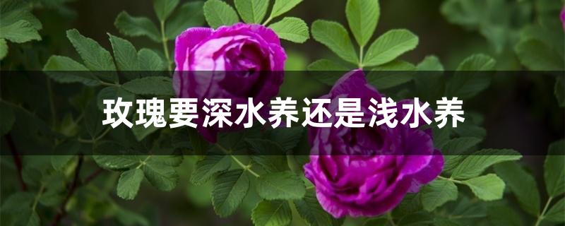 玫瑰要深水养还是浅水养