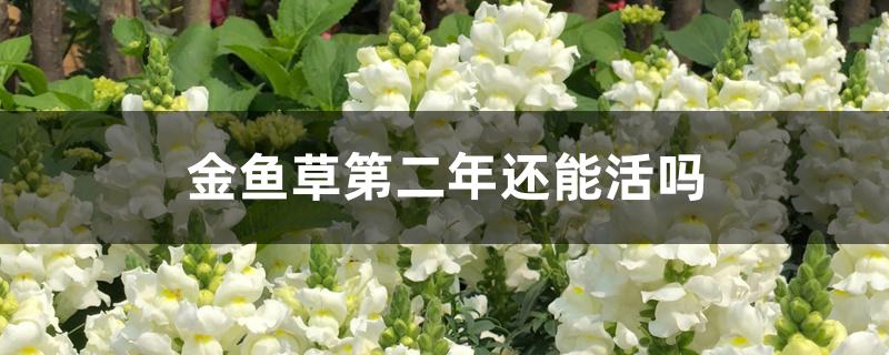 金鱼草第二年还能活吗 金鱼草第二年还能活吗