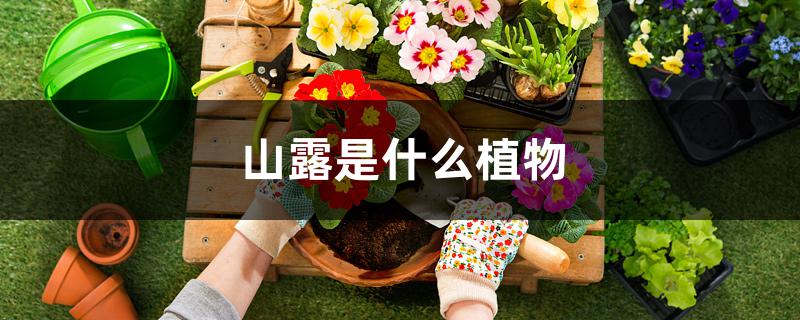 山露是什么植物 山露是什么植物