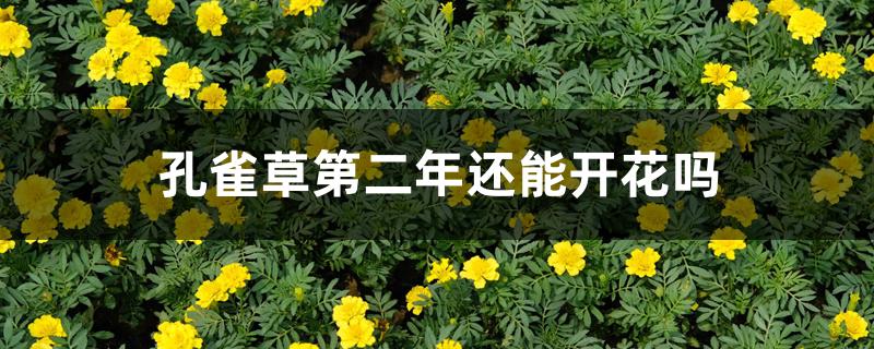 孔雀草第二年还能开花吗 孔雀草第二年还能开花吗
