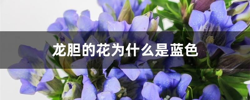 龙胆的花为什么是蓝色